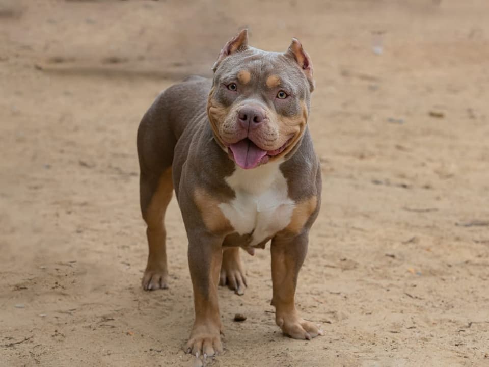 American Bully 