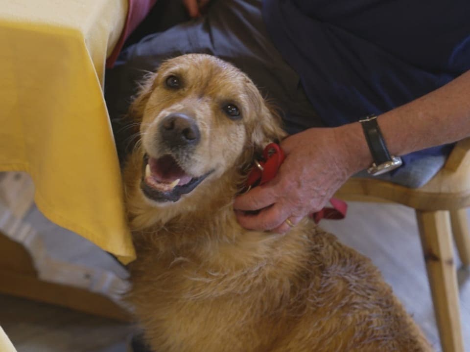 Lächelnder Hund neben Person mit Uhr am Handgelenk.