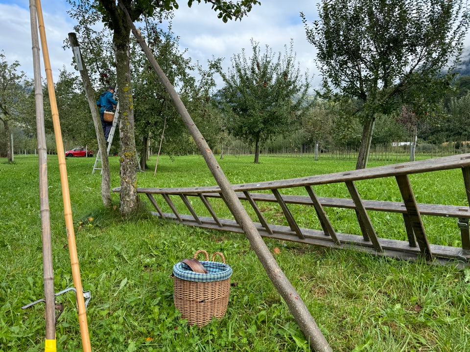 Leiter und Korb auf Wiese unter Obstbäumen, Person pflückt im Hintergrund.