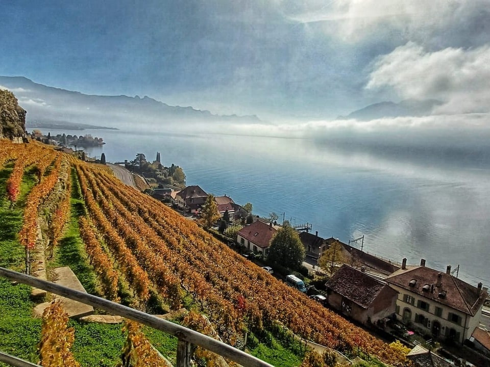 Weinberge über dem nebligen See mit Häusern im Hintergrund.