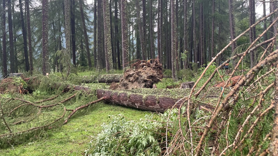 Umgestürzte Bäume bei Ardez infolge Unwetter