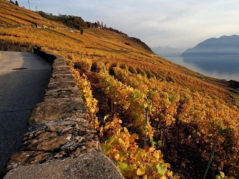 Steinmauer im Rebberg über dem Genfersee.