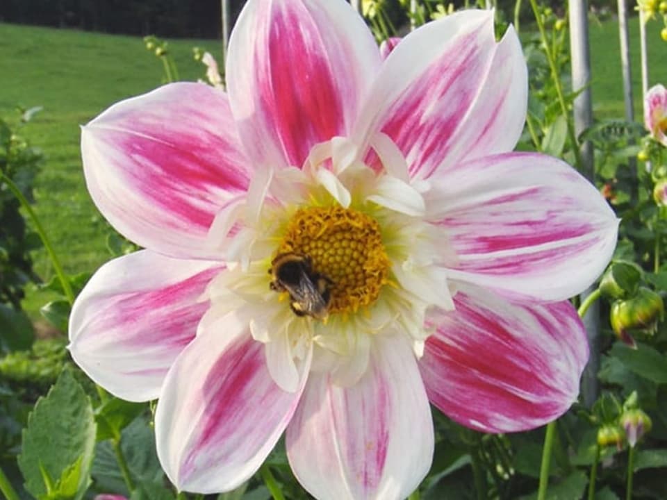 Blume mit weissen Blättern und pinkfarbenem Zentrum.