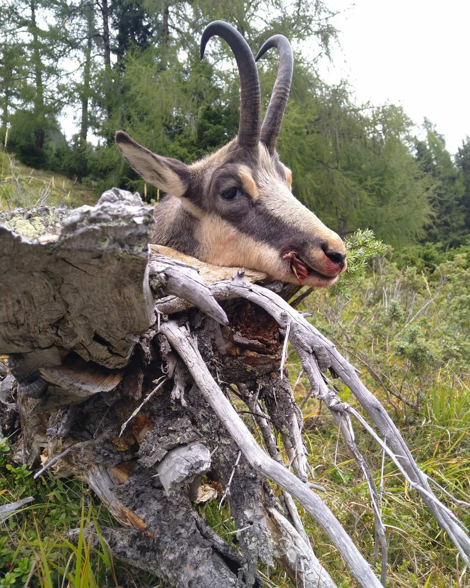 Chamutsch pusà sin in cusch.