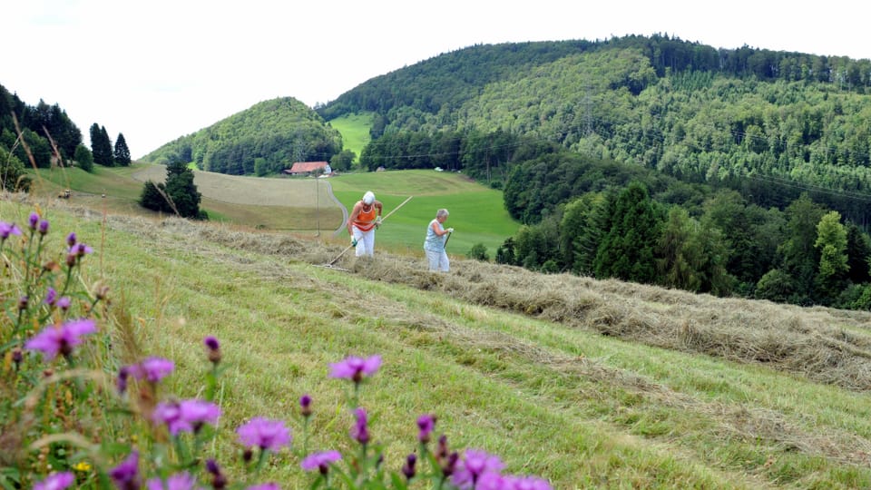 Zwei Personen bei der Heuernte auf einem Hügel mit Wald im Hintergrund.