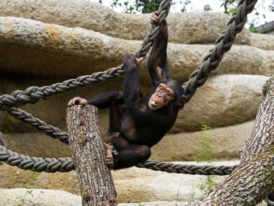 Ein Schimpanse klettert im Zoo Basel.