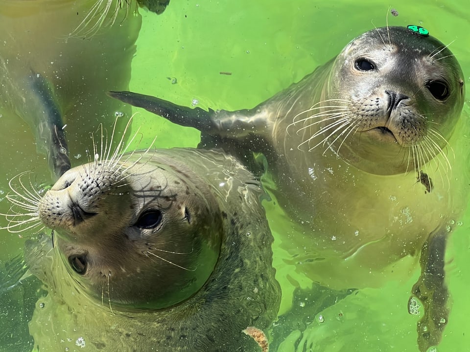 Zwei Robben im grünen Wasser.