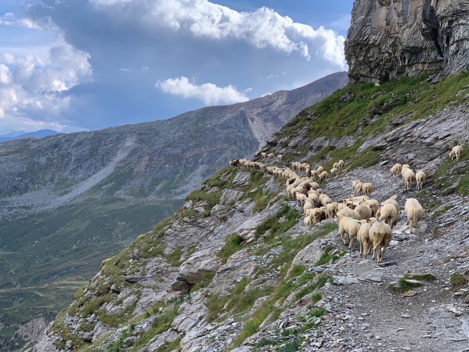 L'alp Frisal è ina alp en la grippa, las nursas van tuttina da las spundas per magliar. 