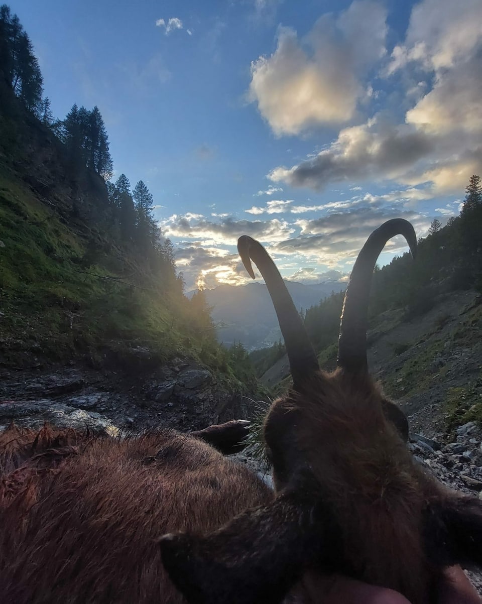 Buc da chamutsch, sajettà ils 11 da settember en Val d‘Ascharina da Curdin Andry.