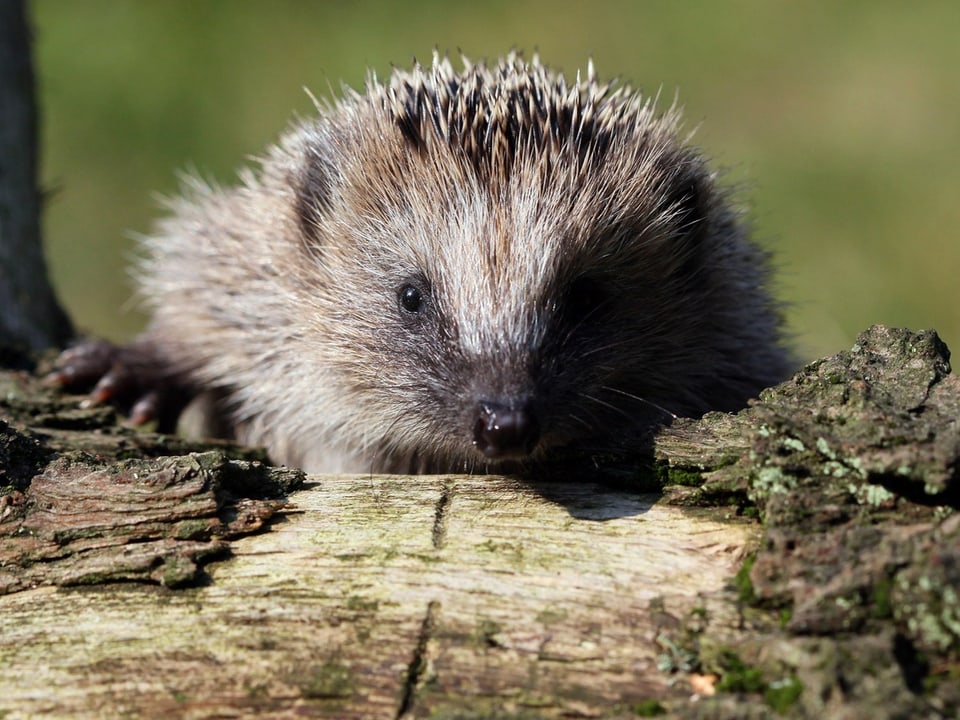 Ein Igel schaut über einen abgestorbenen Ast.