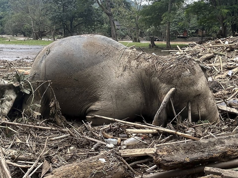 Toter Elefant in Trümmern.