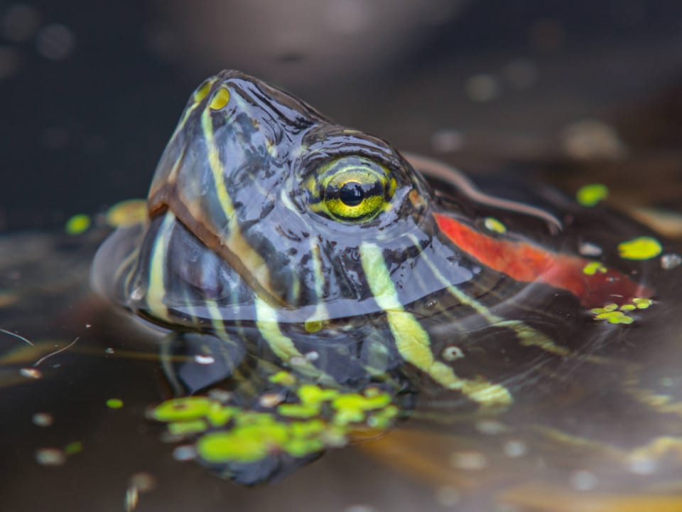 Nahaufnahme eines Schildkröten-Kopfes mit gelb-schwarzen Augen und einem roten Streifen auf der Seite. 