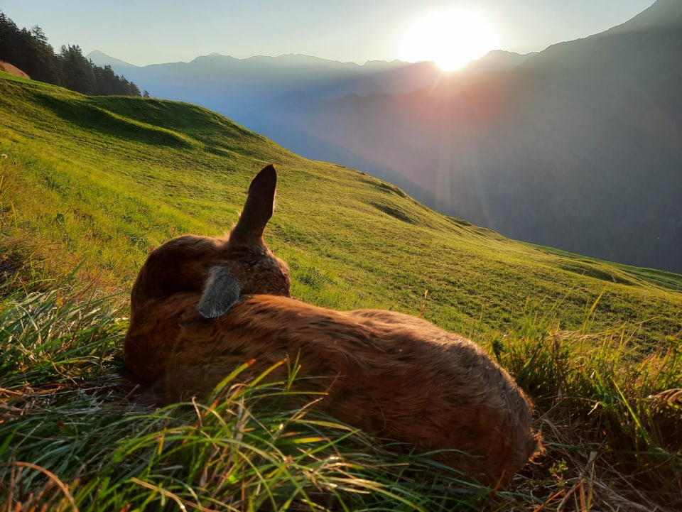 Reh im Sonnenaufgang.