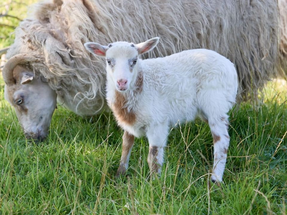 Ein Lamm und ein Schaf auf einer Wiese.