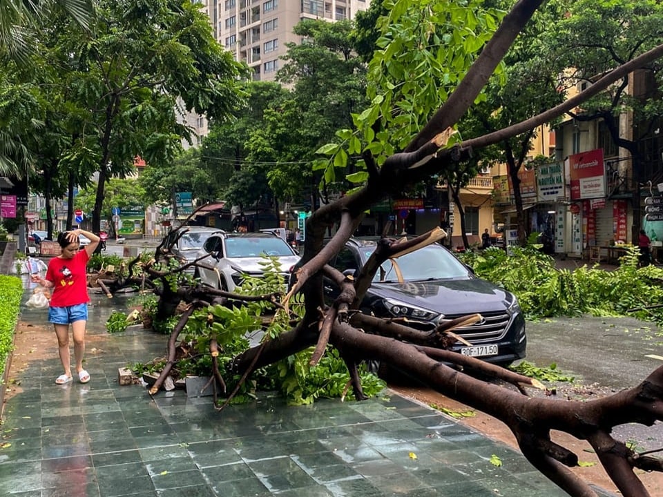 Dicker Baum liegt umgeknickt auf Strasse in Hanoi.