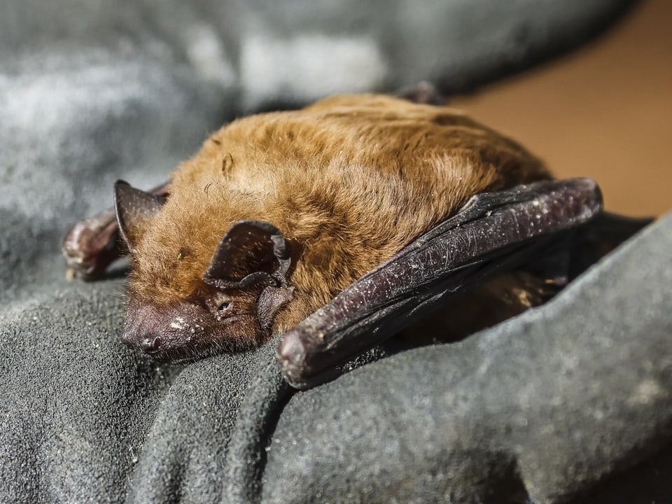 Kleine Fledermaus auf einem Handschuh liegend.