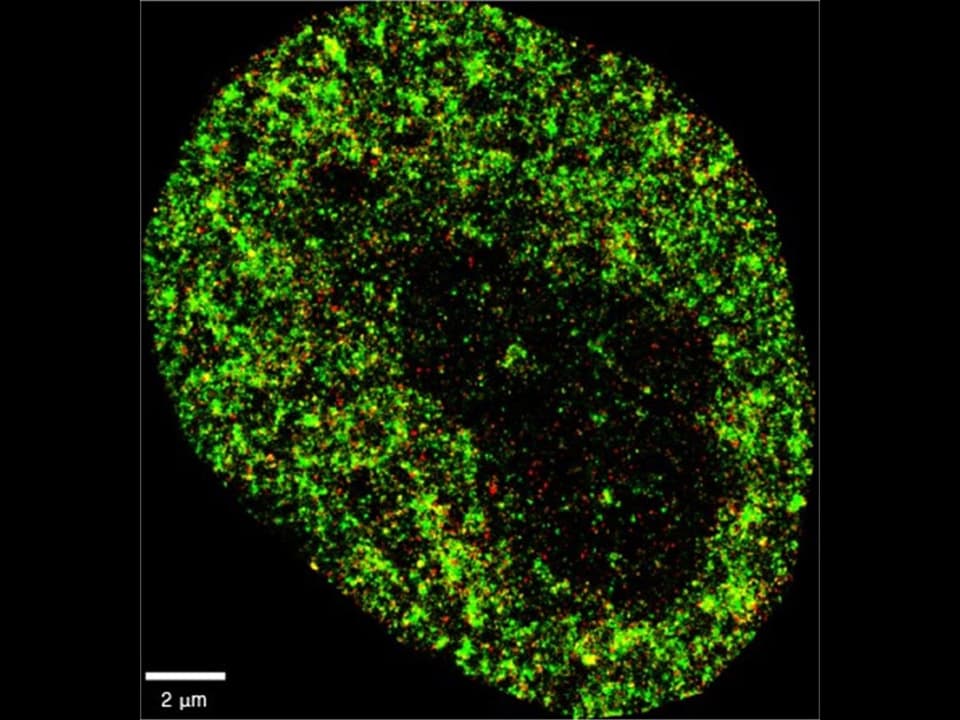 Fluoreszenzmikroskopie-Bild eines biologischen Musters mit grünen und roten Punkten, Massstab 2 µm.