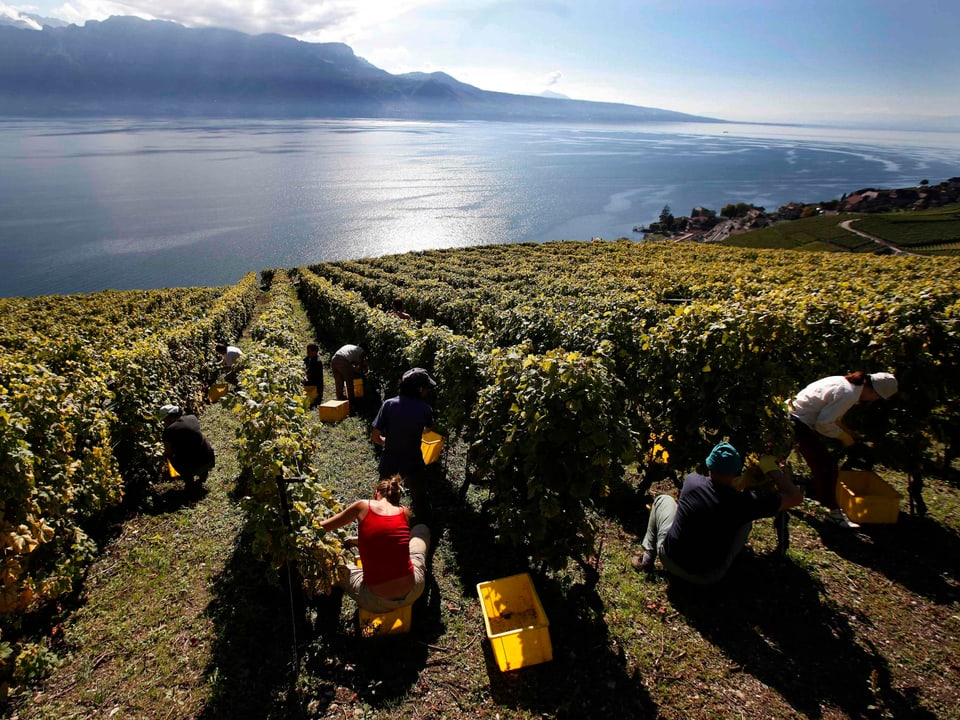 Weinberge mit See im Hintergrund bei sonnigem Wetter. Winzer sind fleissig am Lesen der Trauben. 