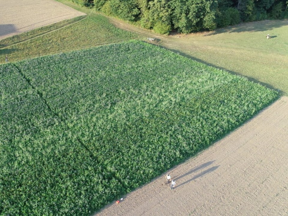 Luftaufnahme eines Landwirtschaftsfeldes