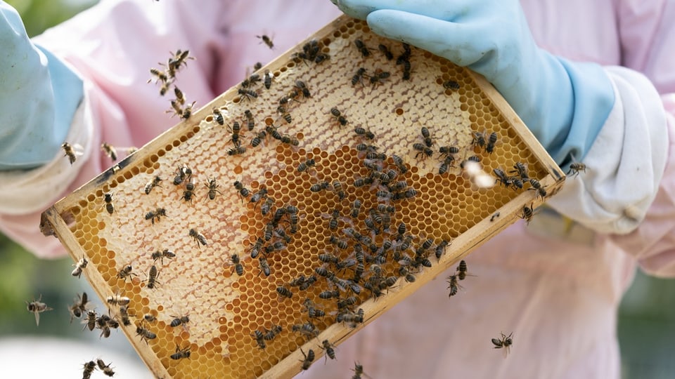 Imker hält Bienenwabe mit vielen Bienen.