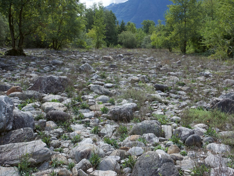 Viel gröberes Gestein, sieht aus wie ein zugeschüttetes altes Flussbett. Daneben sind Bäume mit grünen Blättern, dahinter die Alpenkette.