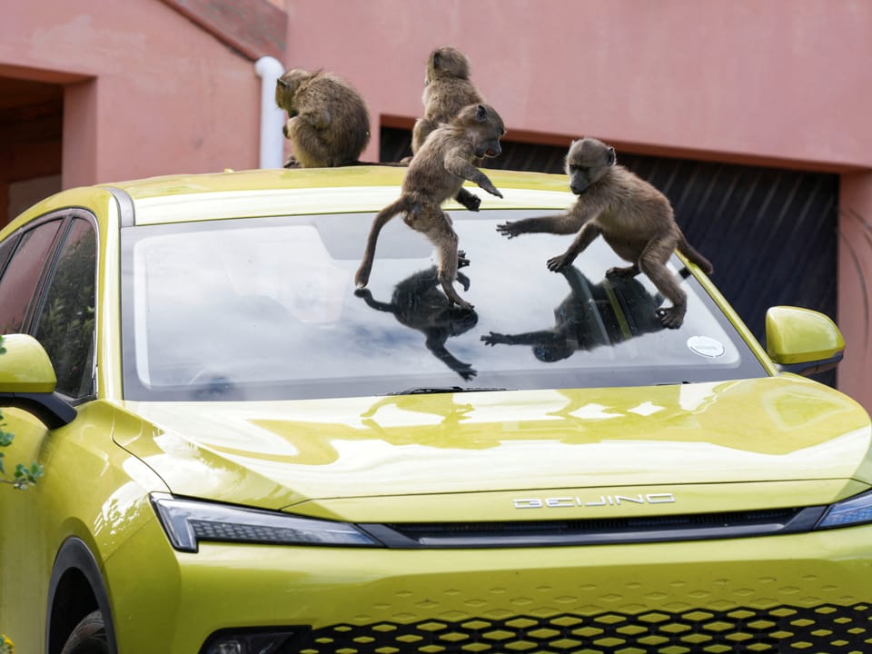 Affen spielen auf gelbem Auto.