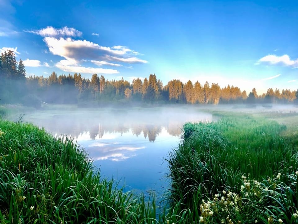 Morgennebel über einem See mit Wiesen und Wald im Hintergrund.