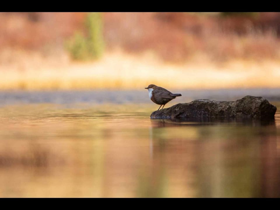 Wasseramsel, Lai Palpuogna