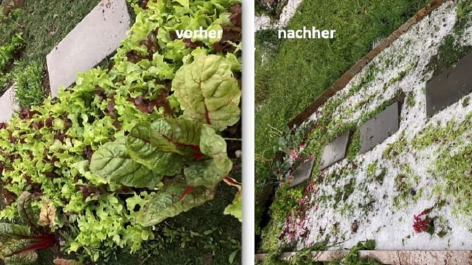 Gemüsegarten vor und nach dem Gewitter.