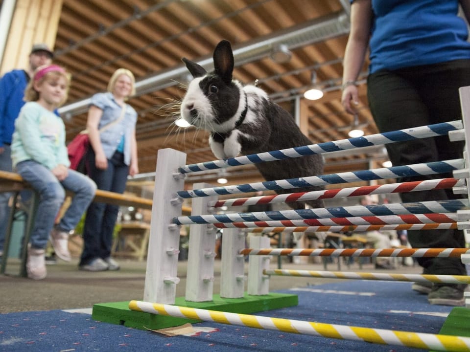 Schwarzweisses Kaninchen springt an einem Kanin Hop-Turnier über ein Hindernis.