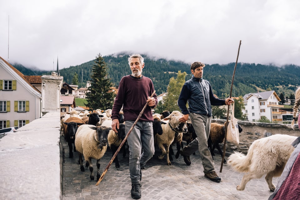 Bräuche und Traditionen: Schafsschur / Tundeida Savognin