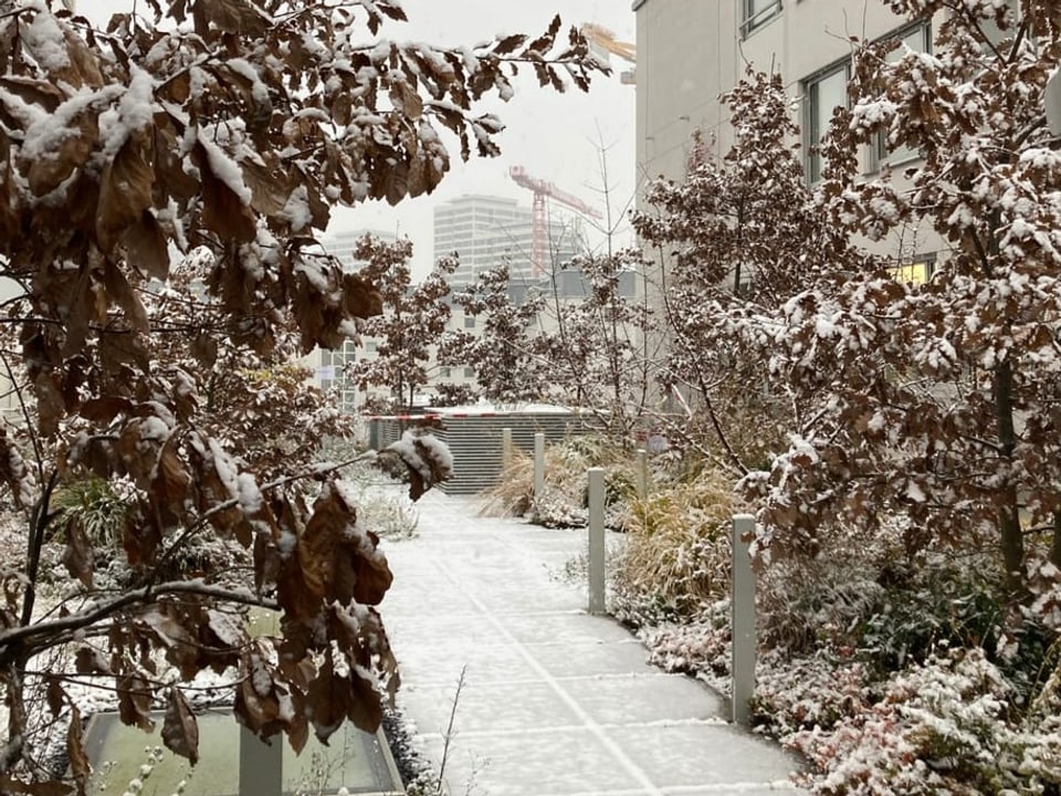 Schnee auf den Blättern