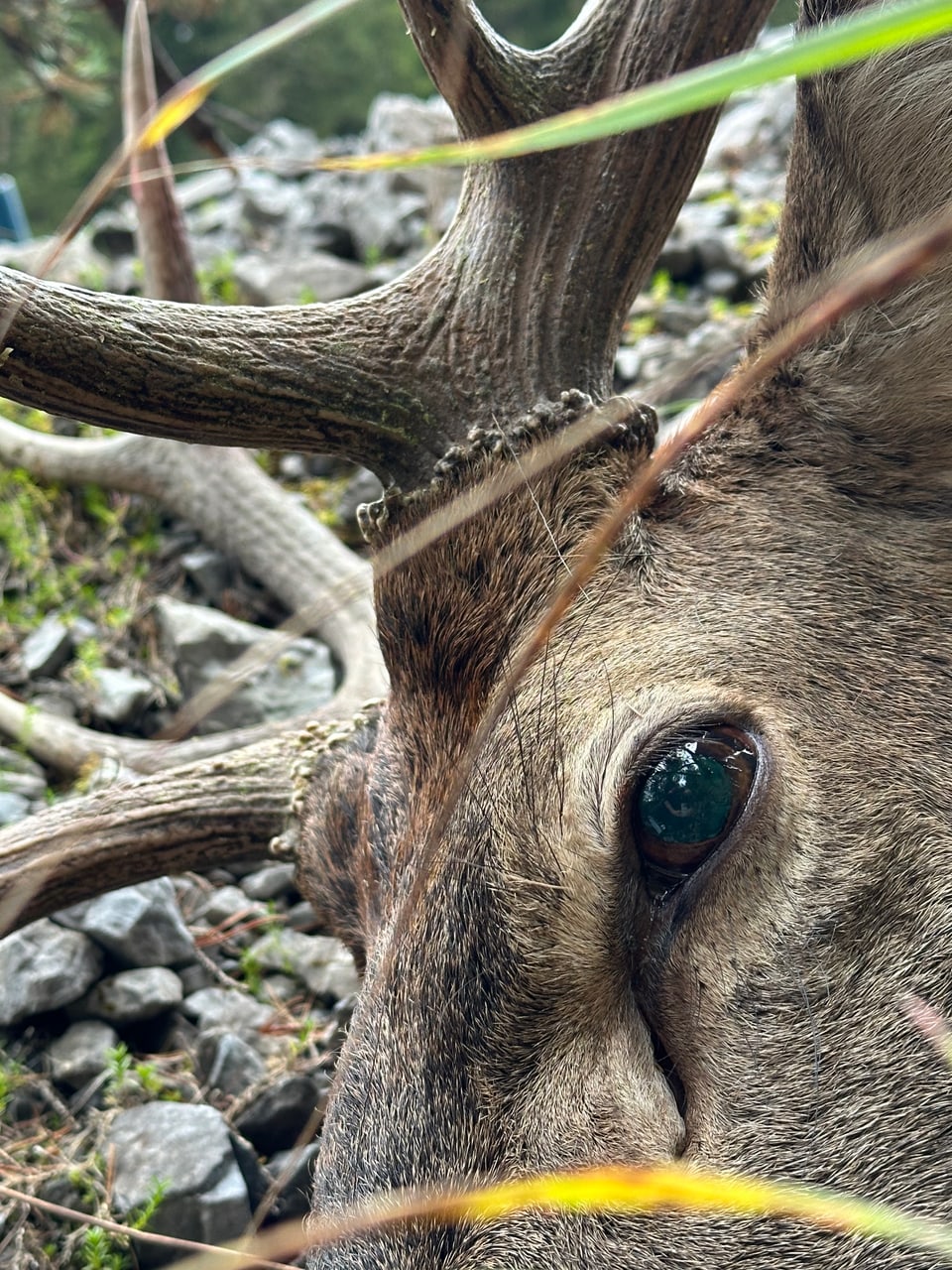 Nahaufnahme eines Hirsches mit Fokus auf Auge und Geweih.