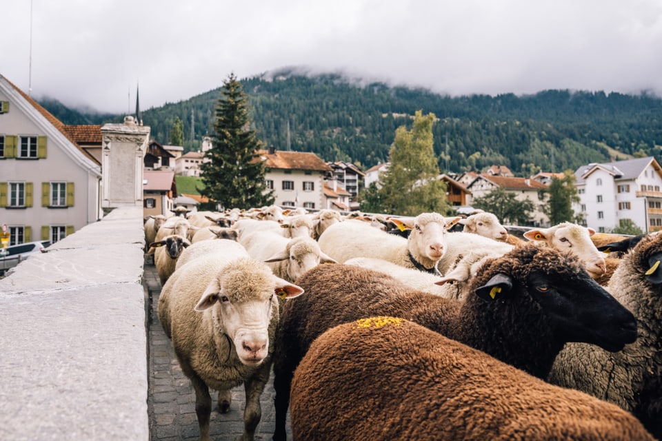 Bräuche und Traditionen: Schafsschur / Tundeida Savognin