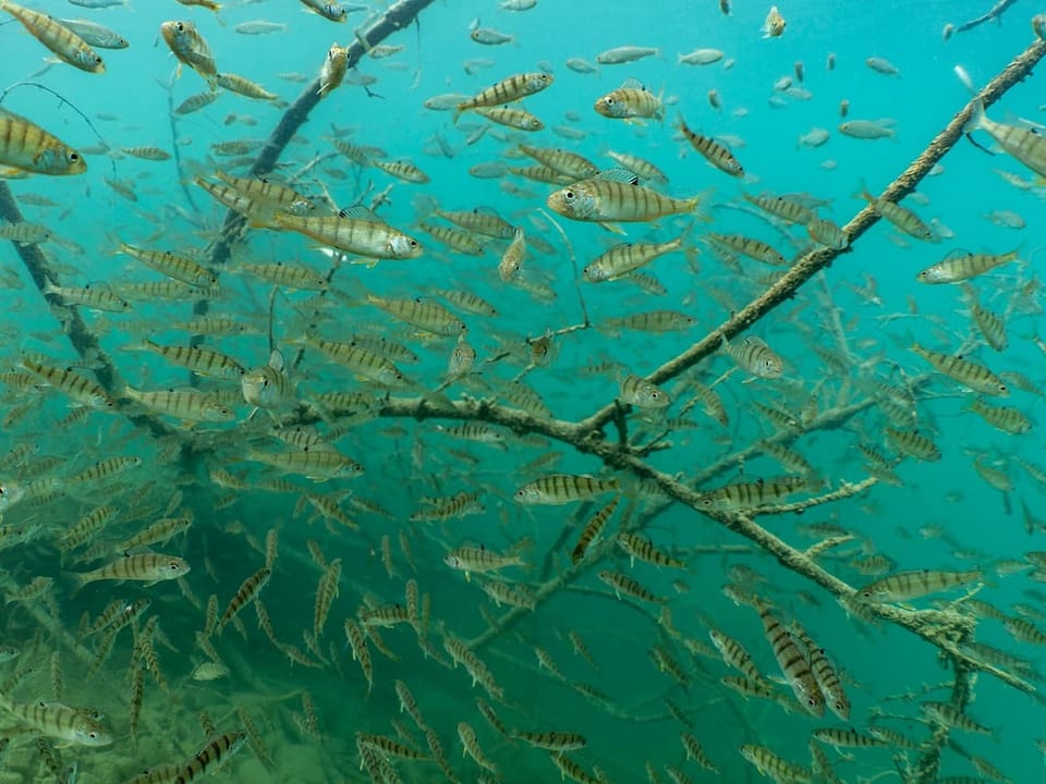 Ein Fischschwarm schwimmt um einen Ast herum.