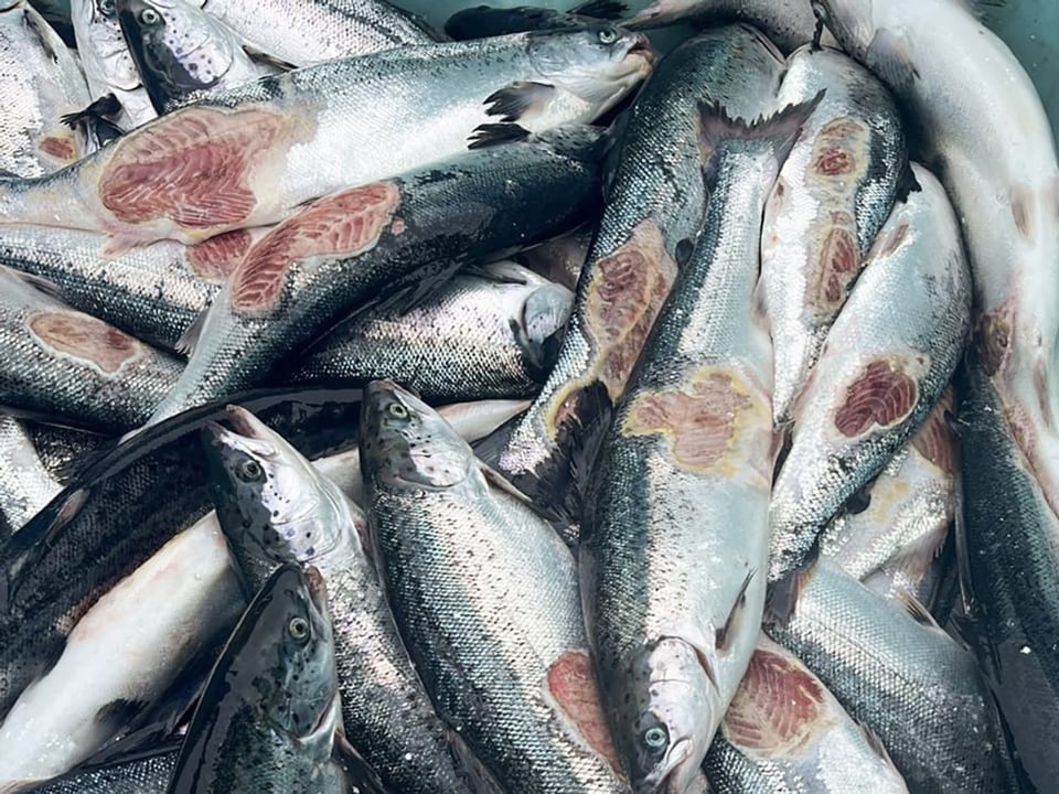 Von Parasiten befallene, tote Zuchtlasse aus norwegischer Farm.