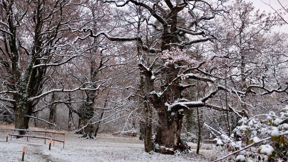 Alte Bäume im Schnee.