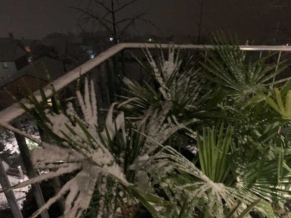 Schnee auf den Palmen auf einem Balkon.