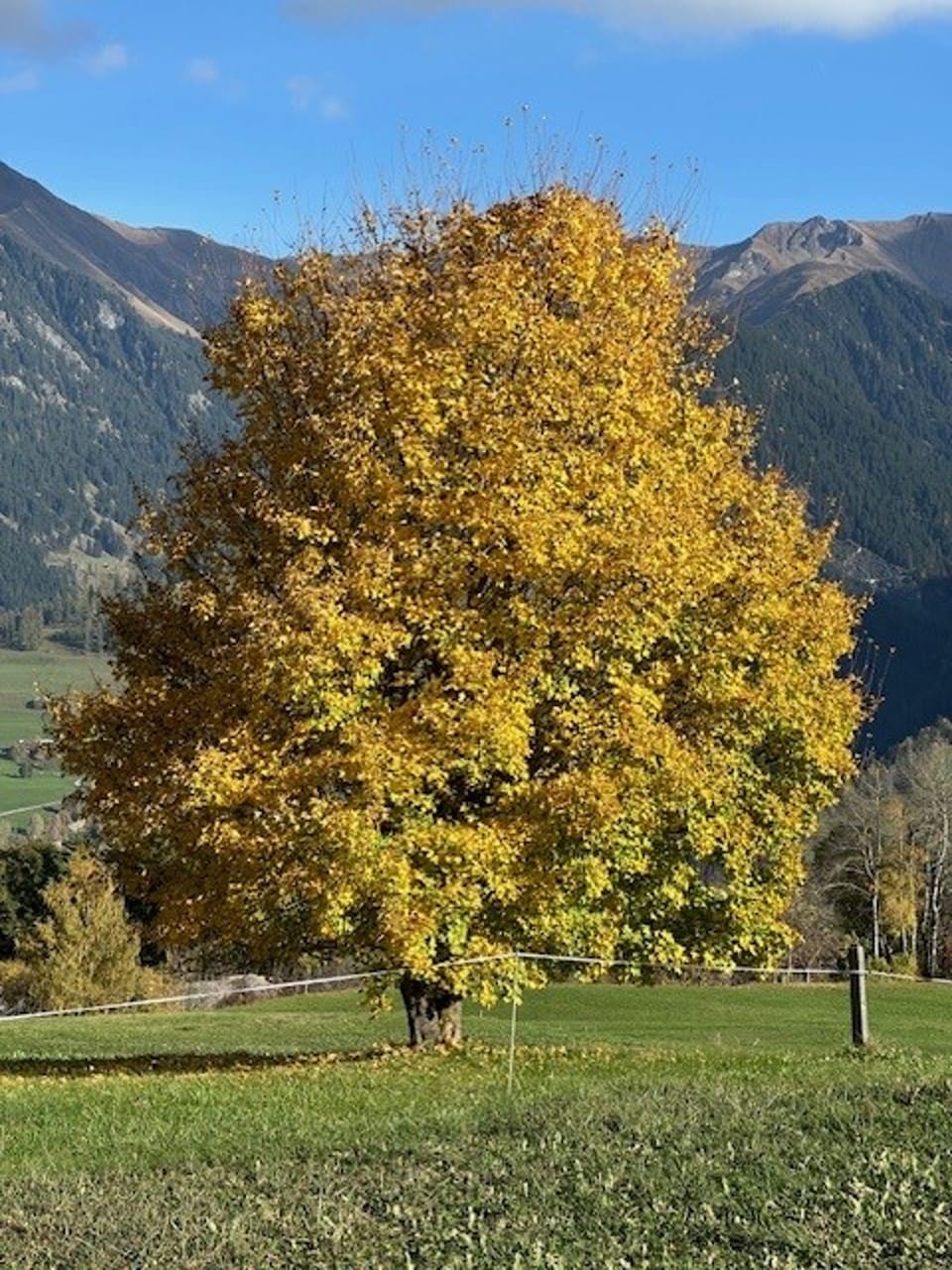 Grosser Baum mit gelben Herbstblättern vor Bergkulisse.