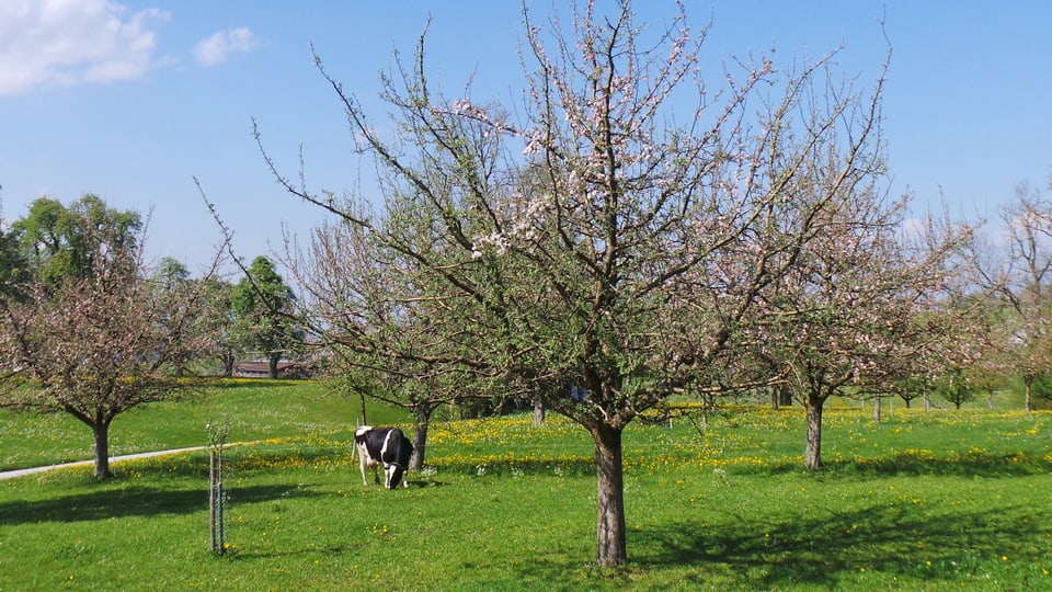 Tschareschas, maila bella, maila per suc, primblas, cudogns u nuschs datti da Schönenhofen.