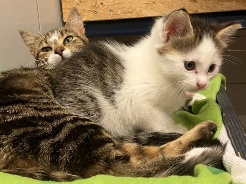 Zwei Katzen, eine liegt und eine junge sitzt auf einer grünen Decke.