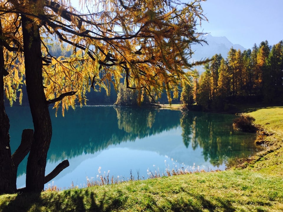 Herbstliche Bäume am ruhigen Seeufer mit Bergen im Hintergrund.