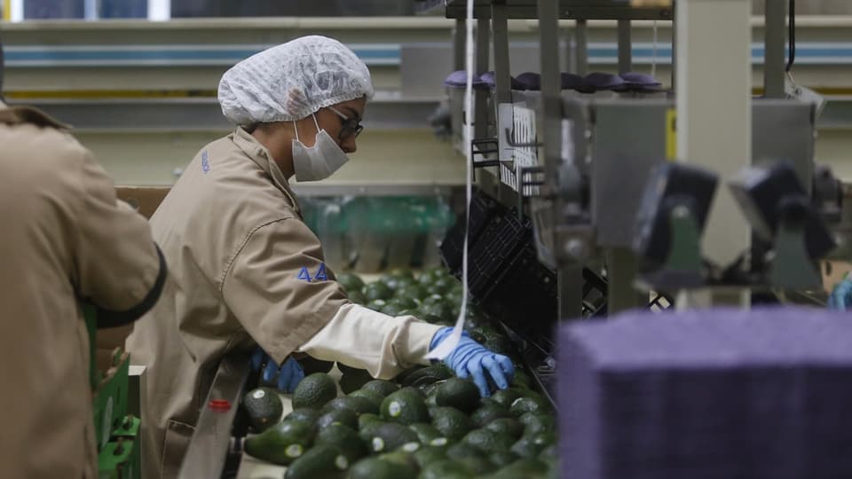 Eine Fabrikarbeiterin verpackt Avocados für den Export.