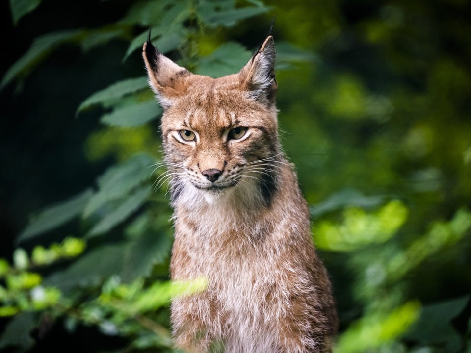 Eurasischer Luchs im Wald.