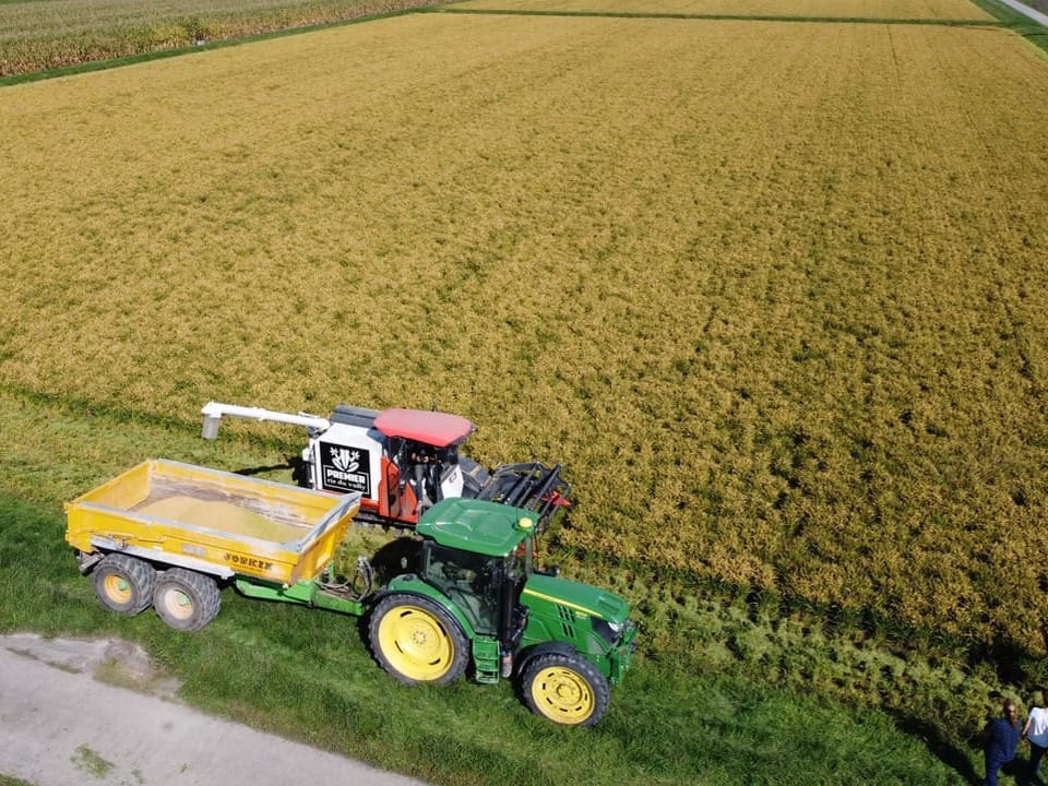Grüner Traktor mit Mähdrescher auf Getreidefeld.