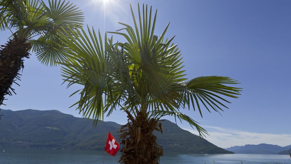 Zwei Palmen neben einer kleinen Schweizerflagge. Im Hintergrund der Lago Maggiore und Berge.