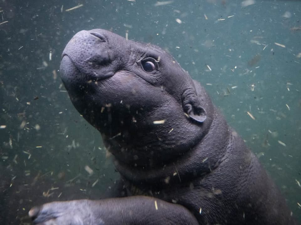 Unterwasseraufnahme eines schwimmenden Flusspferdes.