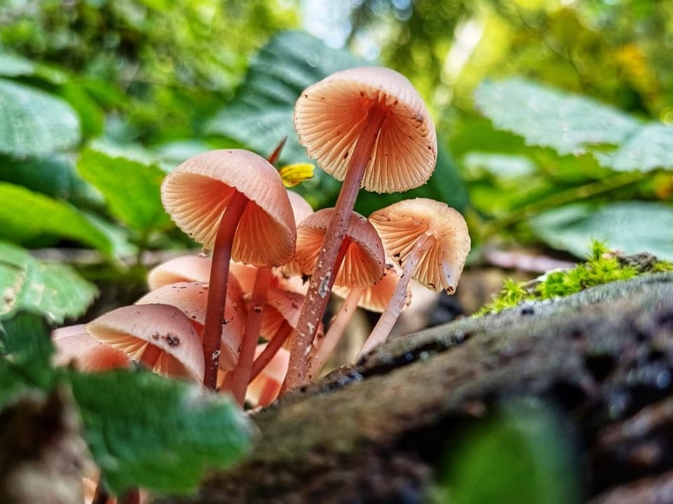 Nahaufnahme von rosa Pilzen im Wald auf einem Baumstamm.