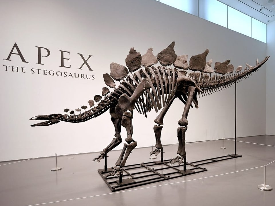 Skelett eines Stegosaurus, ausgestellt.