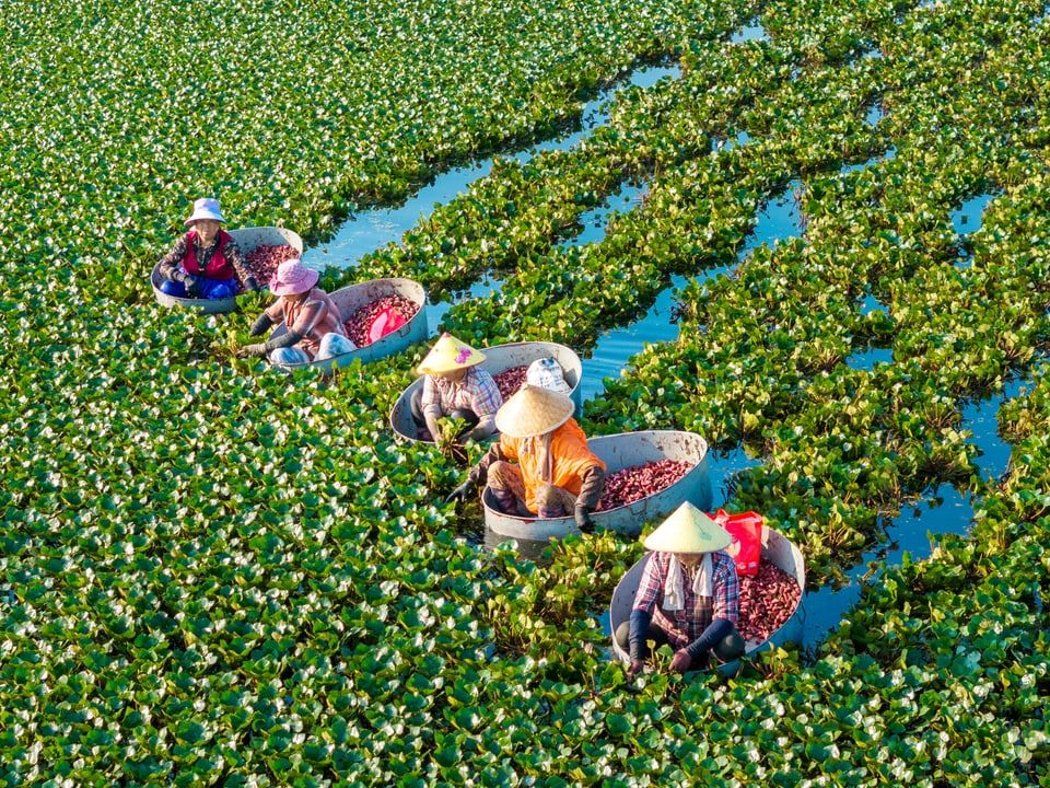 Fünf Personen auf der Wiese bei der Ernte.